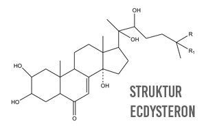 Beta-Ecdysterone bzw. Ecdysterone Struktur