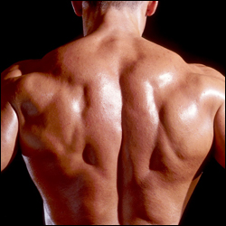 Starke Masse für bessere Ergebnisse im Bereich Muskelaufbau