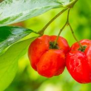 Acerola: Facts You Need to Know About Vitamin C