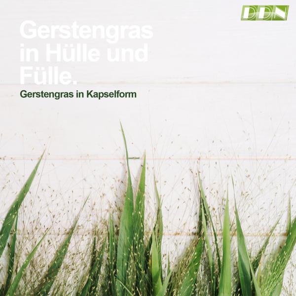 DDN Gerstengras Kapseln
