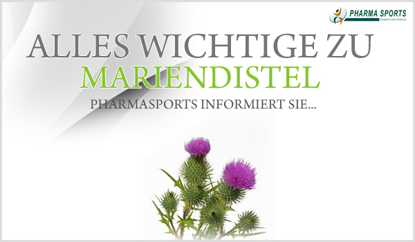 Mariendistel Informationen bei Pharmasports