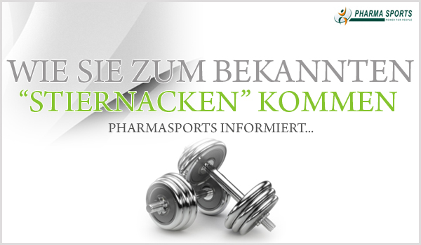 Wie Sie zum beliebten Stiernacken kommen Wie Sie zum beliebten Stiernacken kommen